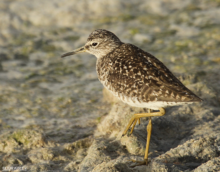 Wood Sandpiper  , Tringa glareola,   Eilat , 29-04-12, Lior Kislev